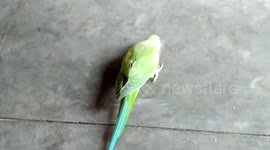 Cute Indian green ringneck parrot