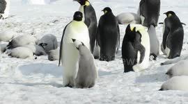 Emperor Penguin Chick Feeding