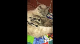 Sweet furry pileup as meerkats nap with the cat.