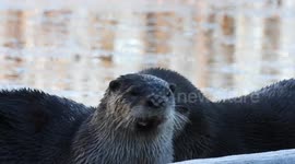 Otters in the mist