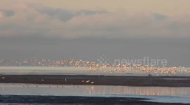Snowgeese at Dawn