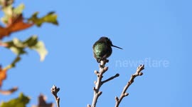 Annas Hummingbird in winter