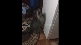 Raccoon chases laser pointer up a fridge