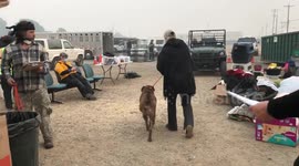 Displaced pets reunited with owners after devastating Camp Fire