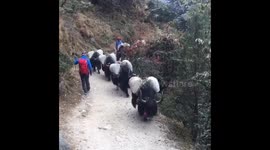 A herd of yaks in Nepal. Himalayan mountains.