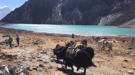 A herd of yak, Gokyo lake, Nepal.