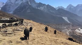 Herd of yak, Himalayan mountains, Nepal
