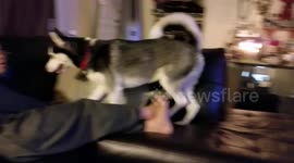 Young Husky Objects When Told He Didn't Brush His Teeth