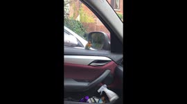 Friendly robin playing with his reflection in car mirror