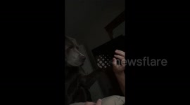 Dog gets over-excited when his owner mentions food