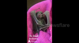 So Cute! Sleepy baby bat orphan slowly wakes up