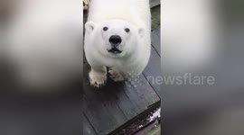 Station worker's surprise close encounter with huge polar bear on Arctic island