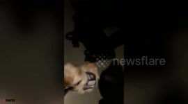 Assistance dog branded health hazard by arena staff