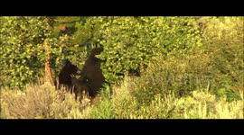 Incredible footage of female mama black bear saving her cubs from a rogue male black bear in Yellowstone