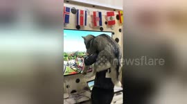 Man creates human roller-coaster for his husky