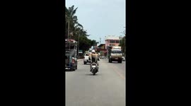 Clever dog riding pillion on motorcycle