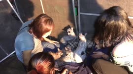 Residents rescue seven cats and two dogs trapped in Thai house fire