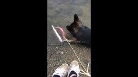 Dog gets fright of his life when fish fights back