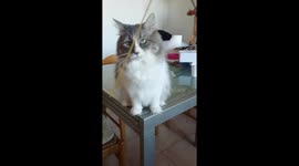 Gatto giova con spaghetti crudi e il cane gli ruba i pezzi che cadono