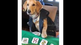 Dog plays poker