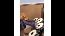 Cute dog plays the drums!