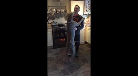 Arlo the dog welcomes his human home from the Navy