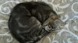Cat's nightmare