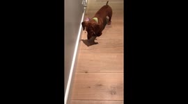 Silly Sausage playing with a crane fly