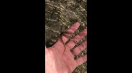 Friendly brittle starfish in Bali