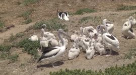 Bird Bullying! Australian Pelican chicks in their creche being harassed by older juveniles