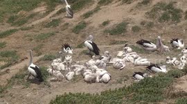 An  Australian Pelican creche with baby chicks - one being fed