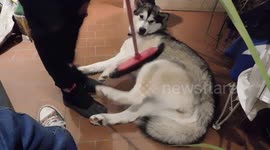 Alaskan Malamute Sojou Down Time Getting Swept Away