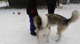 Alaskan Malamute Sojou Playing With Half Brother Rudolf