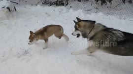 Alaskan Malamute Sojou Learns to Handle a Puppy