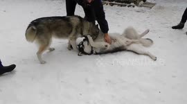 Alaskan Malamutes Sojou Playdate with Zodiak