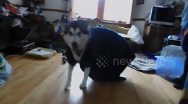 Alaskan Malamute Sojou in a house coat