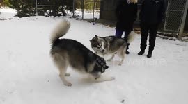 Alaskan Malamute Sojou and Zodiak Fun Playing