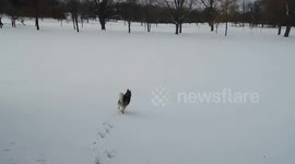 Alaskan Malamute Sojou Pure Joy on Beaconsfield Golf Course