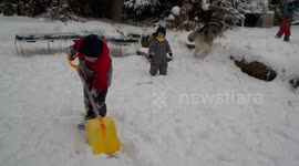 Alaskan Malamute Sojou Glove Thief