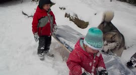 Alaskan Malamute Sojou 100% Snow Dog