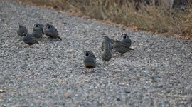 Busy Quail birds