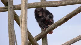 a looking Common chimpanzee on a tree trunk lying on the ground