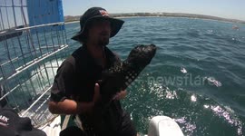 Boat crew rescues baby seal from their propeller and reunite it with family
