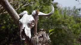 Buffalo Skull Masai Mara