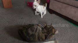 Cat Slaps Puppy