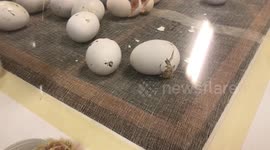 Chicks Hatching!