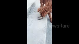 Sparrow plays dead to escape being caught