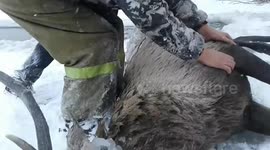 RAW: Rescue of red deer from frozen Siberian river