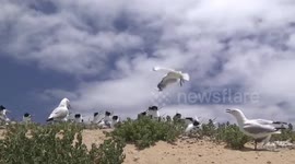Brave Terns fend off marauding Gulls at their rookery