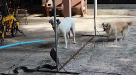 Two pet dogs spark chaos after chasing king cobra in front yard